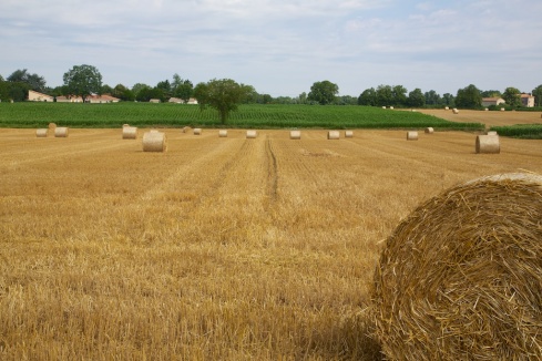 The wheat harvest is underway and large bales of wheat straw are popping up everywhere.