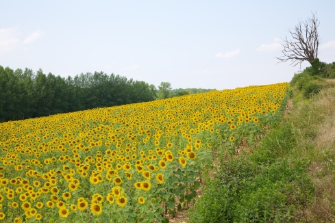Sunflowers on the road out of Valence.  Having them below the level of the road makes it a lot easier to get a good photo.