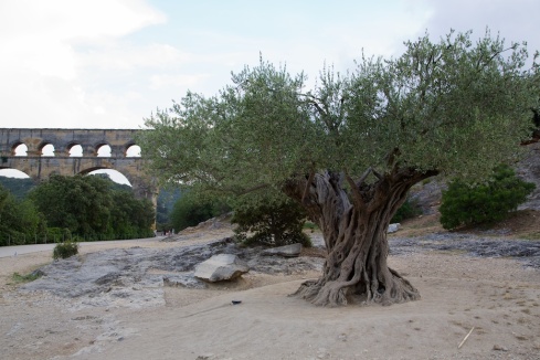 This olive tree at the Pont-du-Gard was planted in 908AD according to the placard.