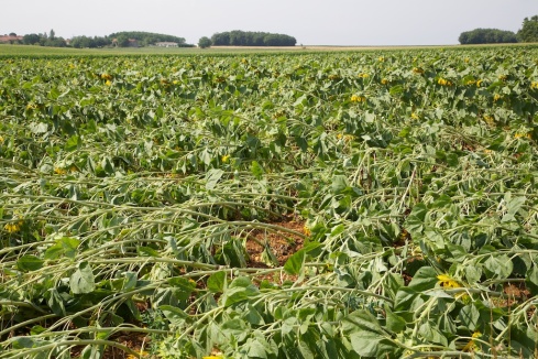 This was the devastation on Saturday after the big storm overnight.  Sunflower and maize crops alike, almost ready to harvest, were laid flat everywhere.  On Friday this had been a mass of bright yellow flower heads like the photo above.